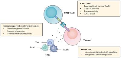 Frontiers | Combination Strategies To Optimize The Efficacy Of Chimeric ...